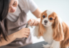 Best Pet Groomer in San Antonio 2024: Lucy’s Doggy Daycare and Spa